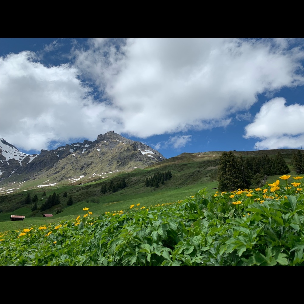 Meet your Posher, Sophie